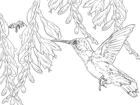 Bee Hummingbird Coloring Page